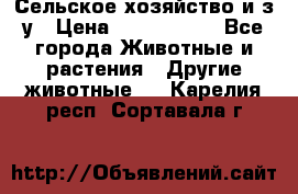 Сельское хозяйство и з/у › Цена ­ 2 500 000 - Все города Животные и растения » Другие животные   . Карелия респ.,Сортавала г.